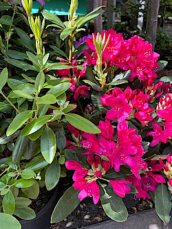 Rhododendron & mehr Ziergehölz