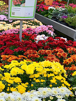 Spätsommer mit Chrysanthemen! Balkon und Terrasse blühen auf.