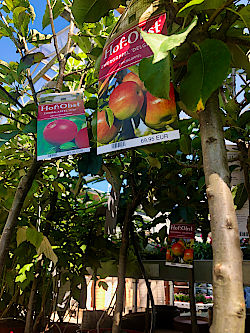 Im November ist die beste Pflanzzeit für Sträucher, Bäume und Gehölze  © Gärtnerei Klumpen