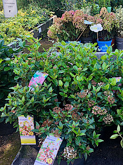 Im November ist die beste Pflanzzeit für Sträucher, Bäume und Gehölze  © Gärtnerei Klumpen