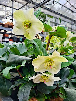 Im November ist die beste Pflanzzeit für Sträucher, Bäume und Gehölze  © Gärtnerei Klumpen