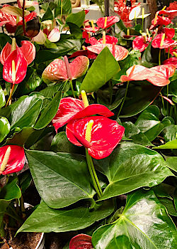 Zimmerpflanze bringen Frische und Leben in die Wohnung. &copy; G&auml;rtnerei Klumpen