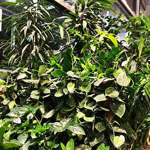 Zimmerpflanze bringen Frische und Leben in die Wohnung. &copy; G&auml;rtnerei Klumpen