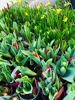 Blumen, die im Fr&uuml;hling Freude bringen. &copy; G&auml;rtnerei Klumpen