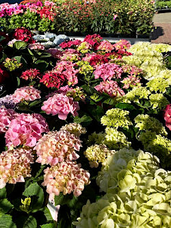 Frische Vielfalt f&uuml;r die neue Gartensaison. &copy; G&auml;rtnerei Klumpen