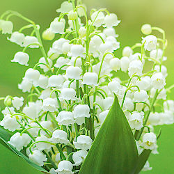 Maifeiertag26 &copy; Elena Esich - iStock 