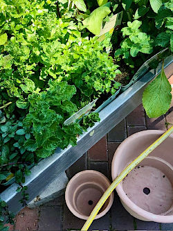 Sommerblumen, H&auml;ngepflanzen, K&uuml;belpflanzen, Kr&auml;uterduft und pflegeleichte Sorten f&uuml;r Sonne und Schatten. F&uuml;r Balkonkasten, Terrasse und kleine Stadtg&auml;rten. &copy; G&auml;rtnerei Klumpen