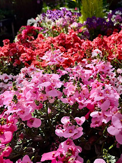 Sommerblumen, H&auml;ngepflanzen, K&uuml;belpflanzen, Kr&auml;uterduft und pflegeleichte Sorten f&uuml;r Sonne und Schatten. F&uuml;r Balkonkasten, Terrasse und kleine Stadtg&auml;rten. &copy; G&auml;rtnerei Klumpen